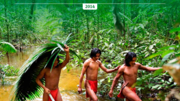 State of the Rainforest Report
