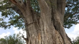 May 2018 ILCN Newsletter