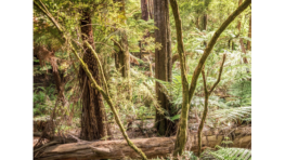 Blended Conservation Finance Reference Guide – Australia
