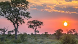 Status of Africa Civil Societies in the Wildlife and Wildlands Conservation Space
