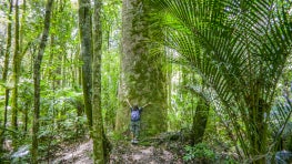 Conserving Indigenous Forests for Indigenous Peoples- A Self-Sustaining Forest Carbon Project Emerges on New Zealand’s Mount Huruiki