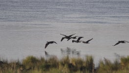 European Networks for Private Land Conservation – Looking Back and Ahead