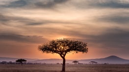 ILCN at the United Nations Biodiversity Conference of Parties (COP15) in December 2022