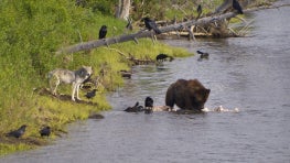 To address the climate crisis, conservation needs a paradigm shift. Trophic rewilding says wildlife may have the answer.