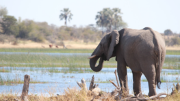 A Botswana non-profit is helping to heal fraught human-wildlife relationships through environmental education