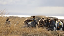 How one family of sheep farmers transformed a “Useless Bay” into a sanctuary for America’s only king penguin colony