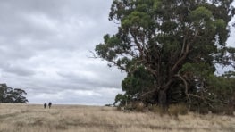How Relationships Catalyzed Conservation Innovation in Australia: Reflections and a Report on Australian Participation at the 2024 ILCN Global Congress