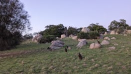 Back from the Brink: Feral Predator-Free ecosystems in Australia bring back endangered wildlife