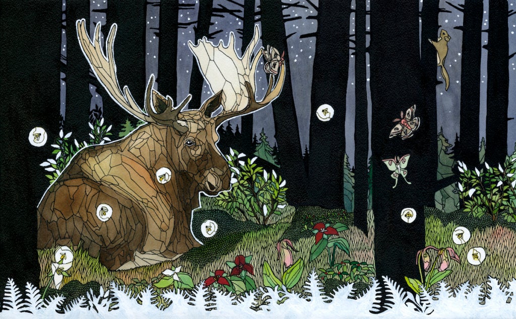 Ink and watercolor illustration of a nighttime woodland scene shows a moose, fireflies, moths, and a squirrel against the silhouettes of trees. 