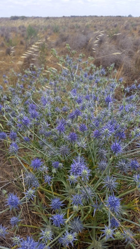 Spiky purple flowers bloom from a small, bush-like plant in an Australian grassland.
