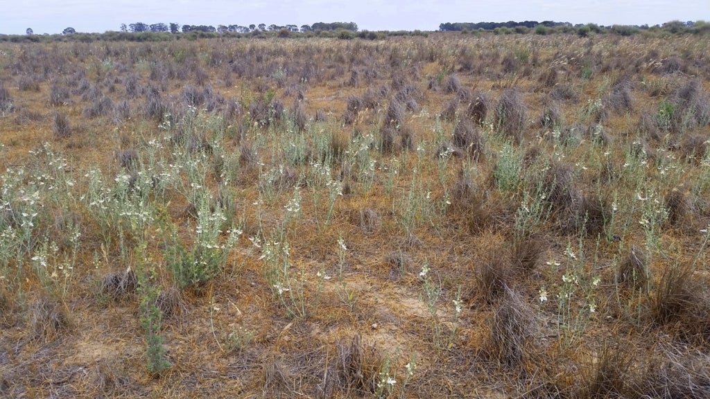 Tufts of grass dotted with wildflowers stretch across a flat landscape until meeting a treelined horizon. 