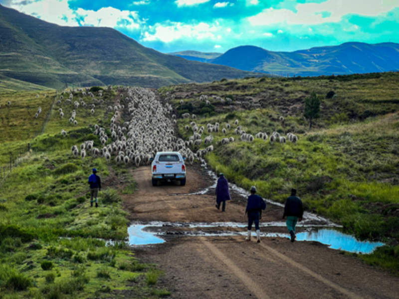 Four people and a white pickup truck herd sheep down a muddy road in the hills of South Africa. 