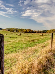 A fence splits this image of rural ranchland, which stretches into the distance, dotted with hay bales in Alberta Canada.
