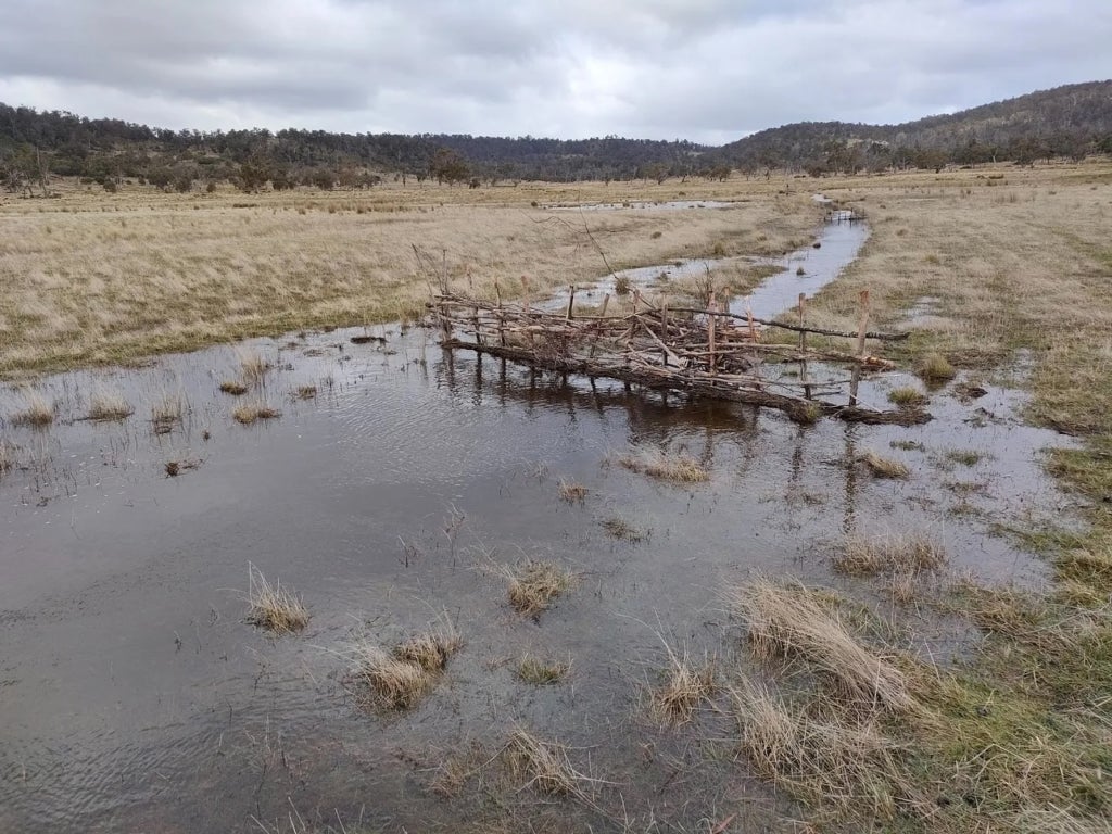 A recent rain event has filled a grassland ecosystem with water. A structure built from sticks, called a leaky weir system, has helped facilitate the natural flow of water through the landscape.