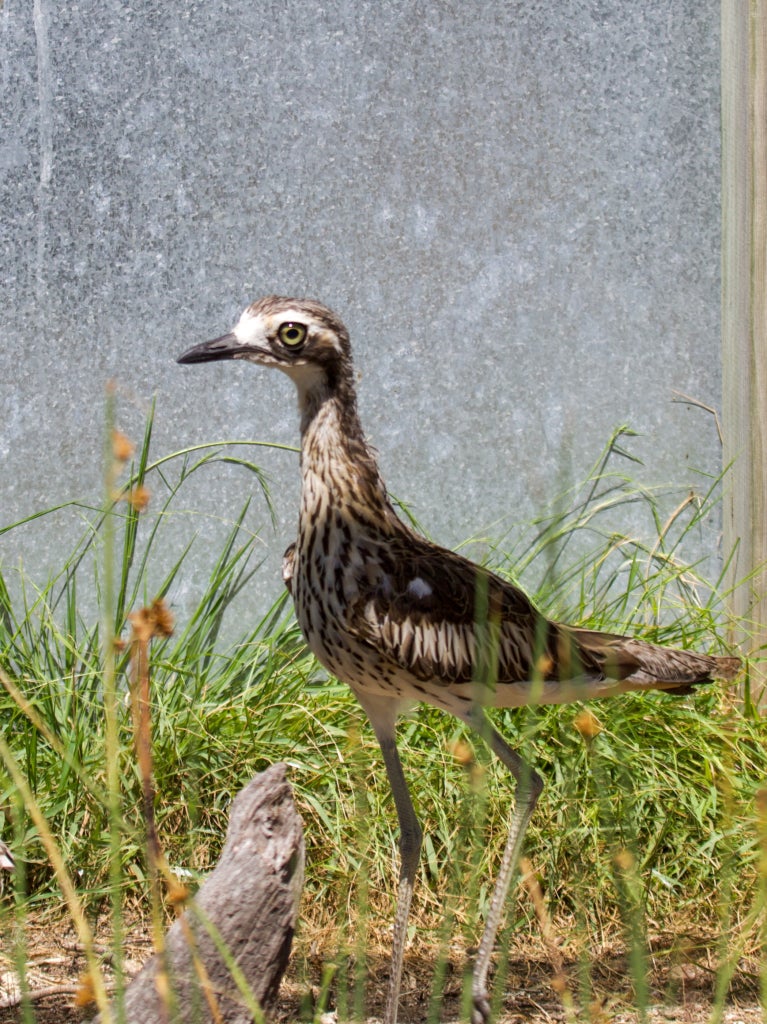 Bush stone-curlew stands in tall grass in front of a stone wall.