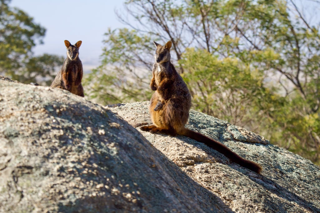 Two southern brush-tailed rock-wallabies sit perched atop large granite boulders. Trees and sky are the backdrop.