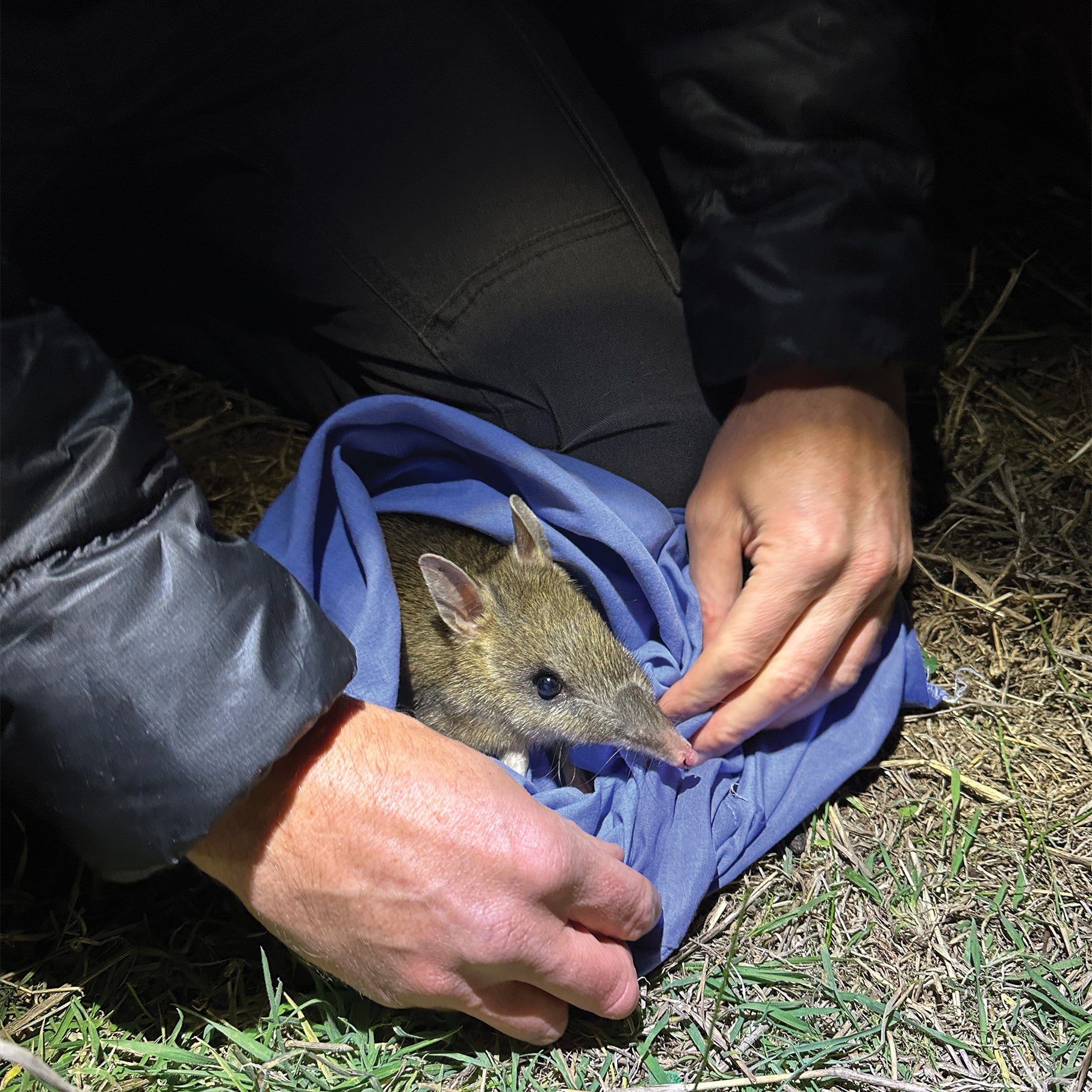 A pair of hands release an eastern barred bandicoot from a blue cloth sac at night. Only the critter's head and snout are visible.