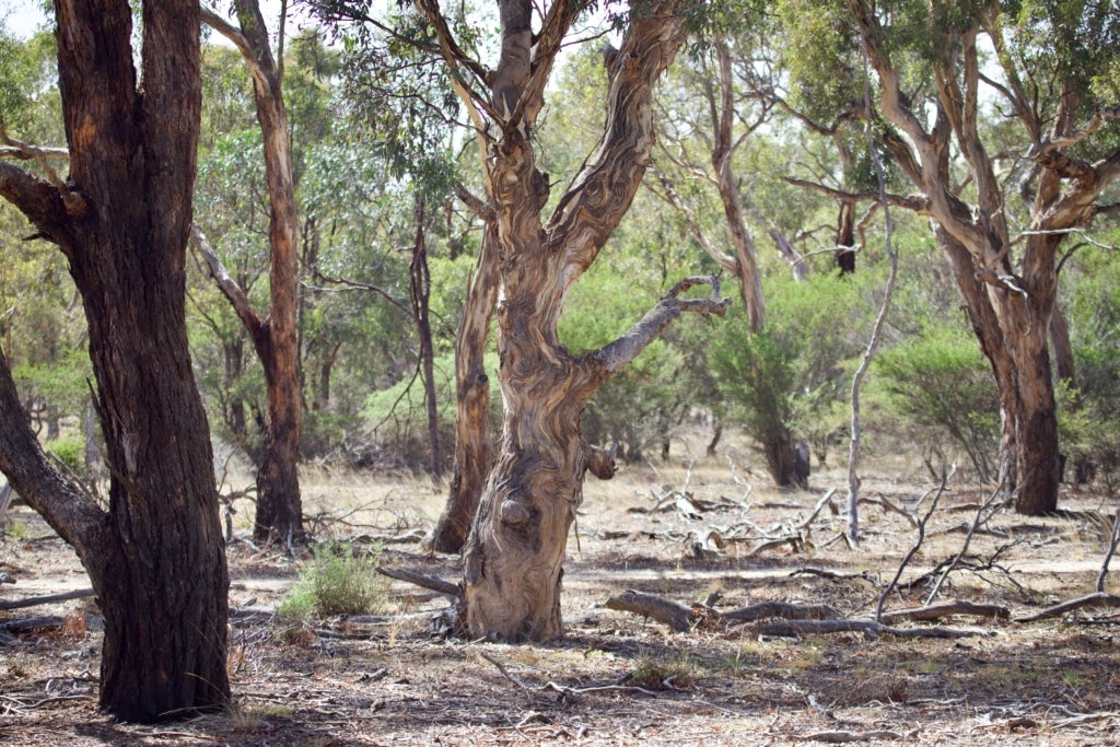 A twisty eucalypt tree in the grassy woodlands at Mt Rothwell Sanctuary.