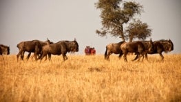 Announcing ILCN’s new Regional Representative for Africa: Kenya Wildlife Conservancies Association