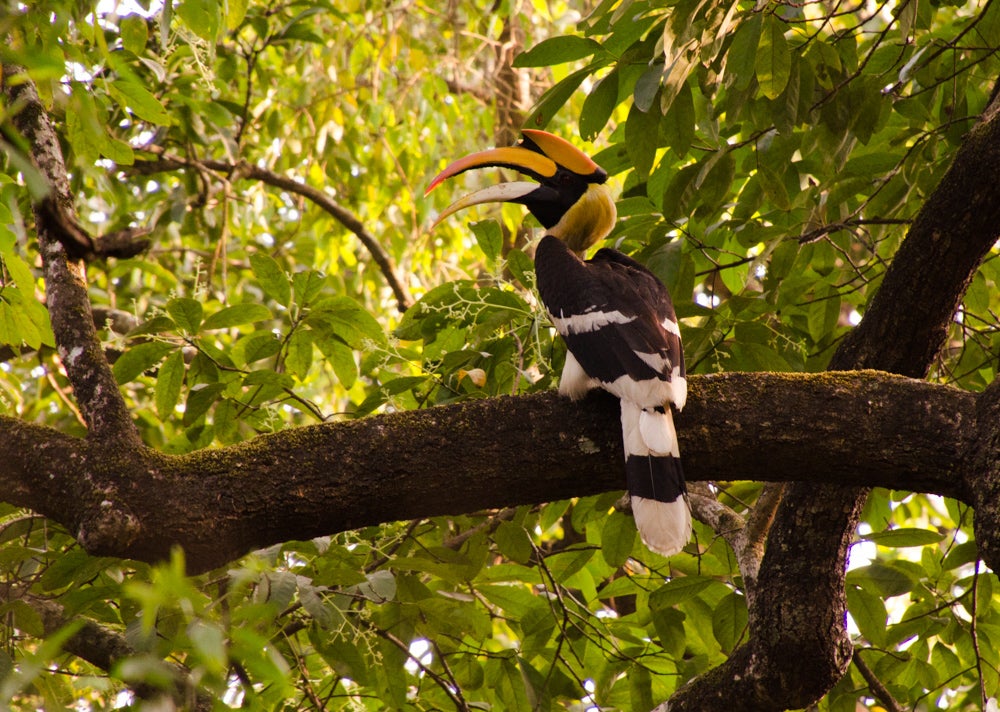 Great hornbill sitting on a branch