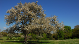 Private and Civic Conservation in Italy: The New ILCN Italy Country Profile