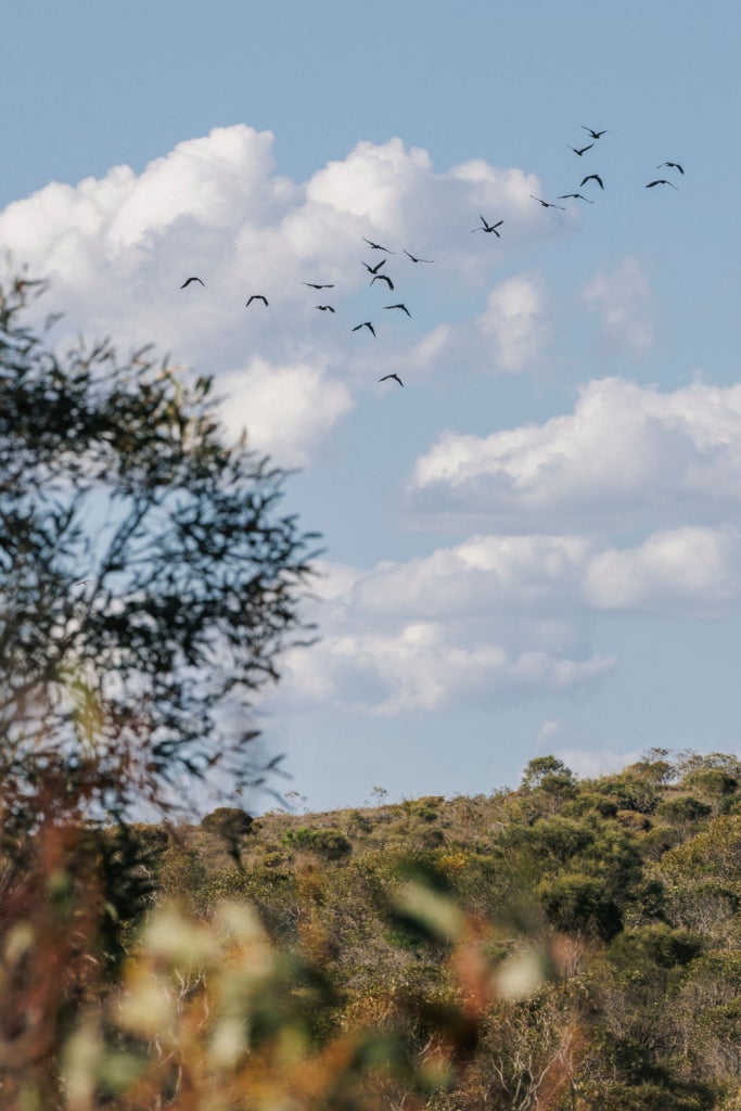 A flock of birds flies over a forest landscape.